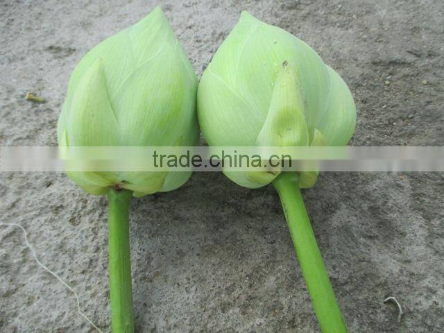 Fresh White Lotus Flower Bud Supplier in India