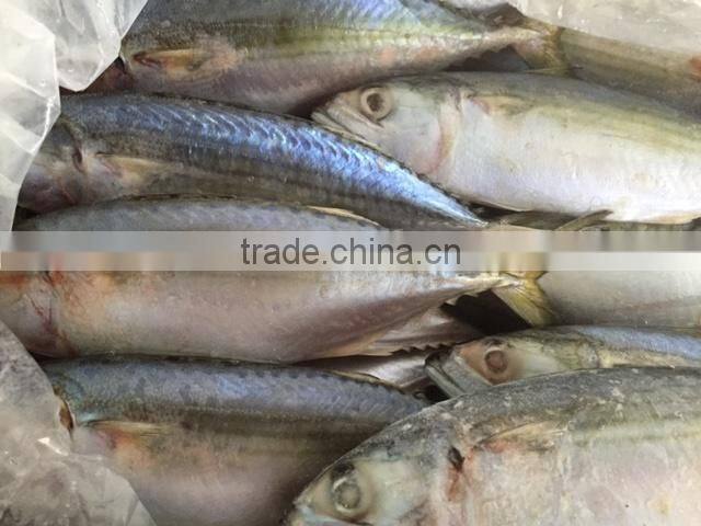 SUPPLIER DRIED SPRATS SILVER LINE EXPORT TO SRILANKA (Email: katherine.vilaconic@ , Viber, Whatsapp: +841687264621)