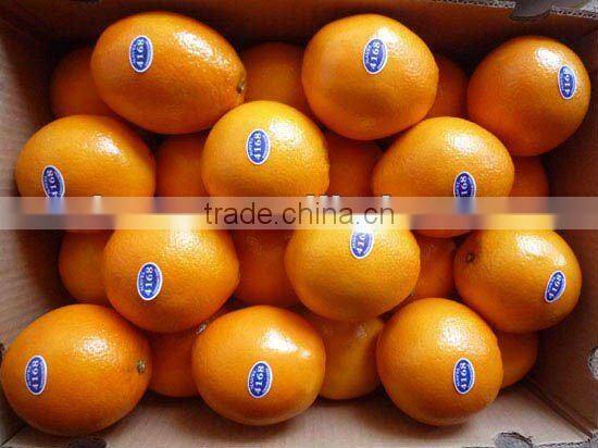 Best Quality Gannan Navel Orange