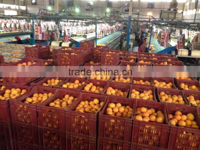 EGYPTIAN ORANGE From Egypt WITH BEST PRICE