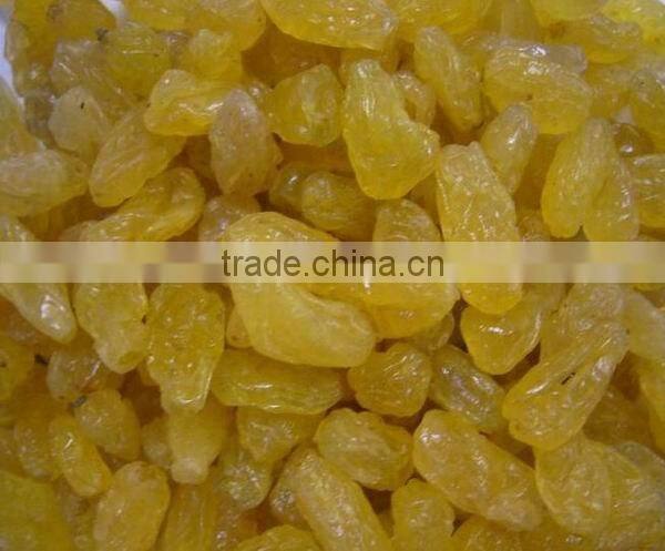 gold raisin with best price and sweet and high quality