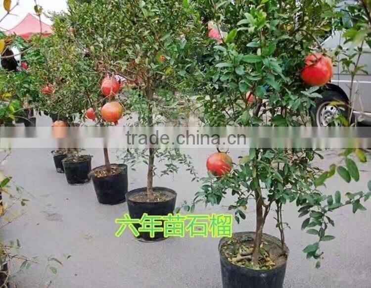 Easy survival pomegranate seedling