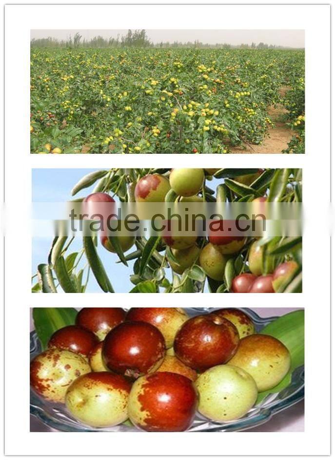 vacuum fried crispydate with fresh winter jujube