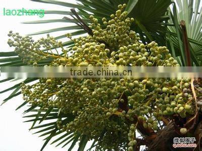 Professional design Surpcritical fluid extraction machine