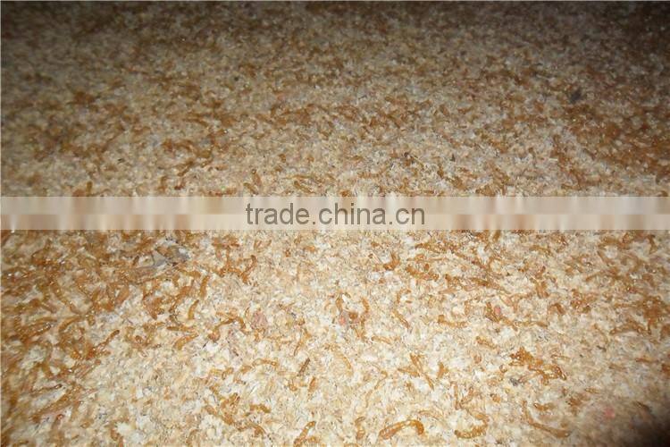 FDA certification dried mealworms for sale