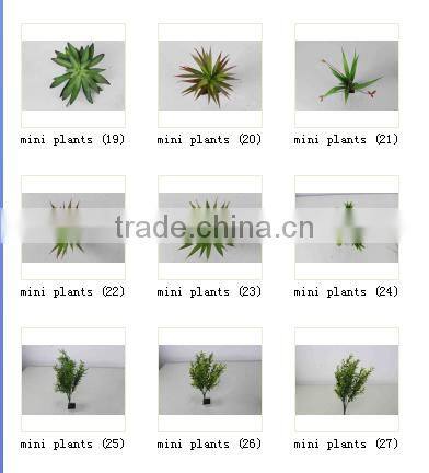 CHY040919 Evergreen plastic succulent plant on sale