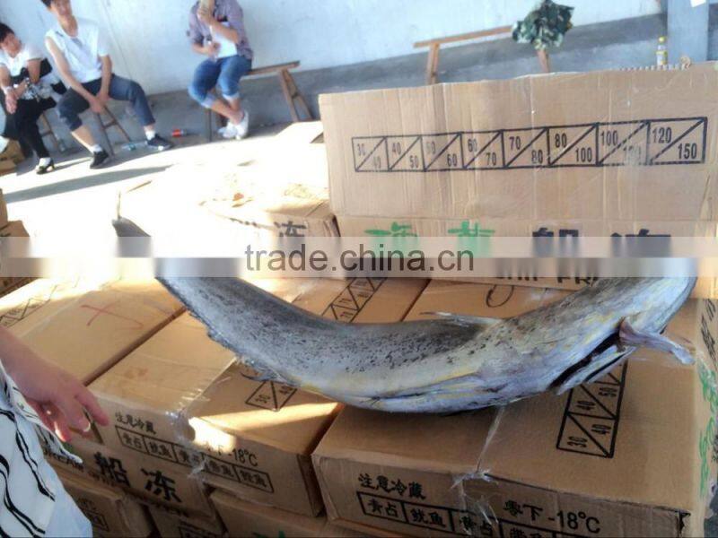 fast delivery frozen mahi mahi with whole round