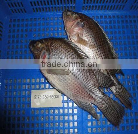 Frozen Tilapia Fillet From Zhejiang of China