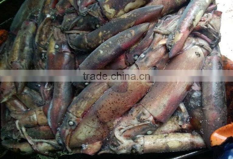 Frozen Black Squid (Todarodes Pacificus)