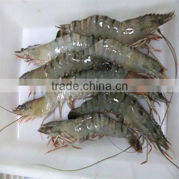 best frozen freshwater shrimps