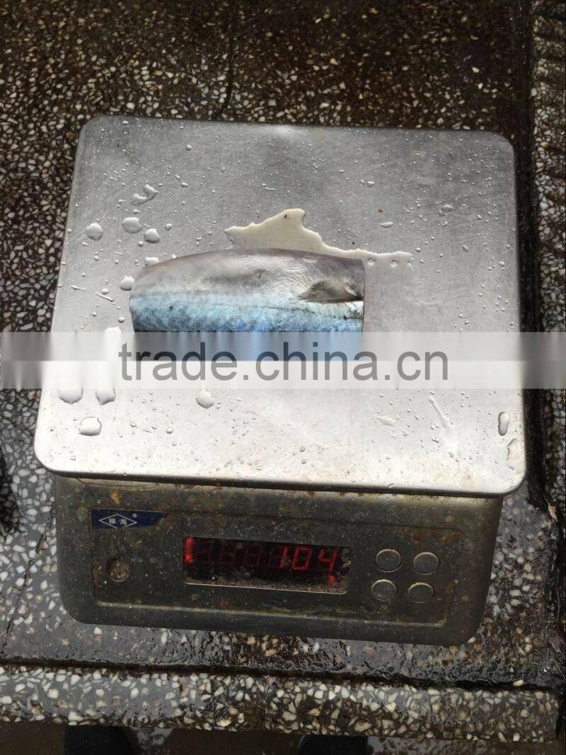 Top grade pacific mackerel HGT 80-100g
