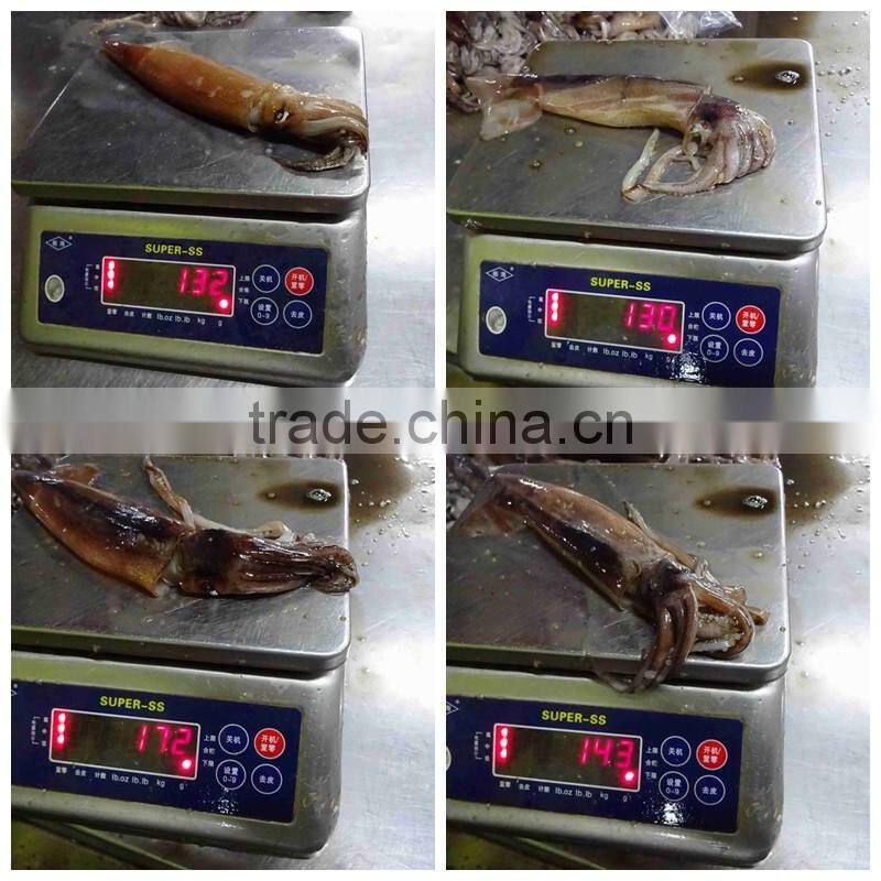 Argentina squid / frozen squid / frozen Illex Squid