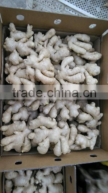 Fully air dried ginger/Best price ginger/Dry ginger from origin