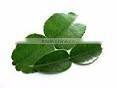 Organic Fresh Kaffir lime leaves Grade A