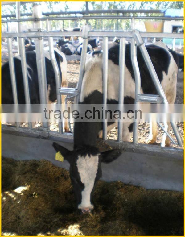 KLN dairy farm head-lock for cow