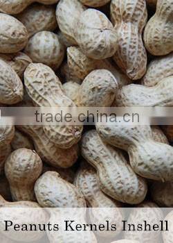 Taste Delicious Blanched Peanut Kernels China SONGS Foods Company