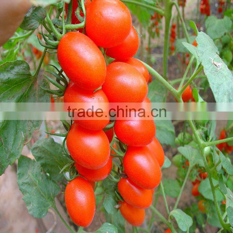 export fresh sweet cherry Tomato