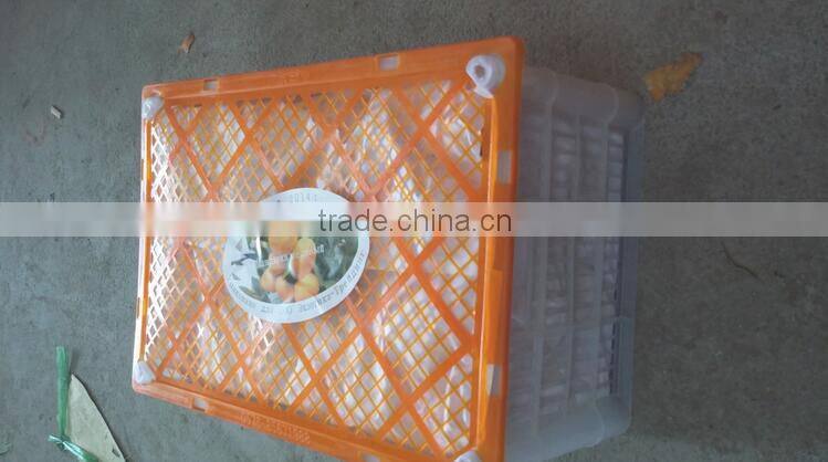 names of fruit products mandarin orang with complete price