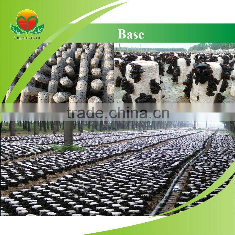 High Quality Black Fungus Powder