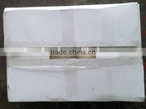 Illex squid tentacle