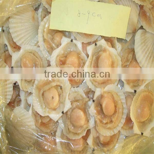 high quality frozen seafood half shell scallop price(7-8cm)