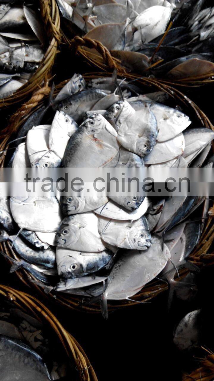 Supply Whole Round Moon fish