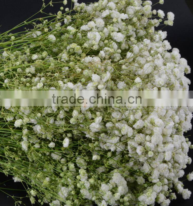 Fresh color unique flower gift gypsophila