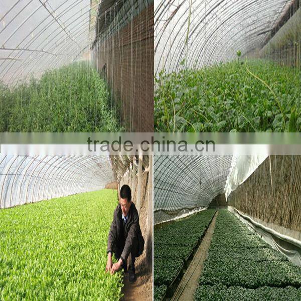 Economical Solar AgriculturalGreenhouse For Vegetables
