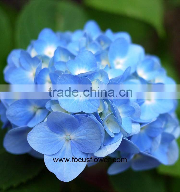 Professional Export High Quality Real Touch Hydrangea With Good Smell