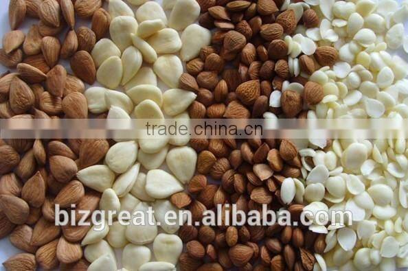 Blanched Sweet Apricot Kerenels Whole Piece Longwang Type in china