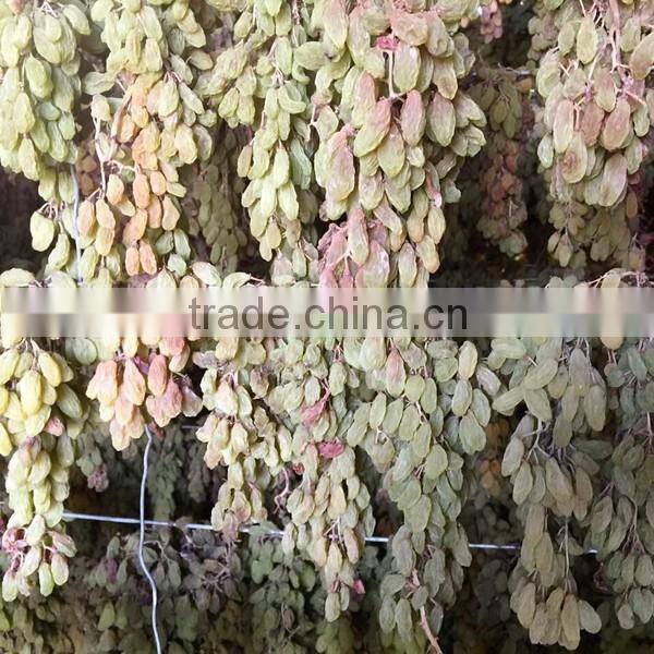 Pure sultana raisins seedless raisin