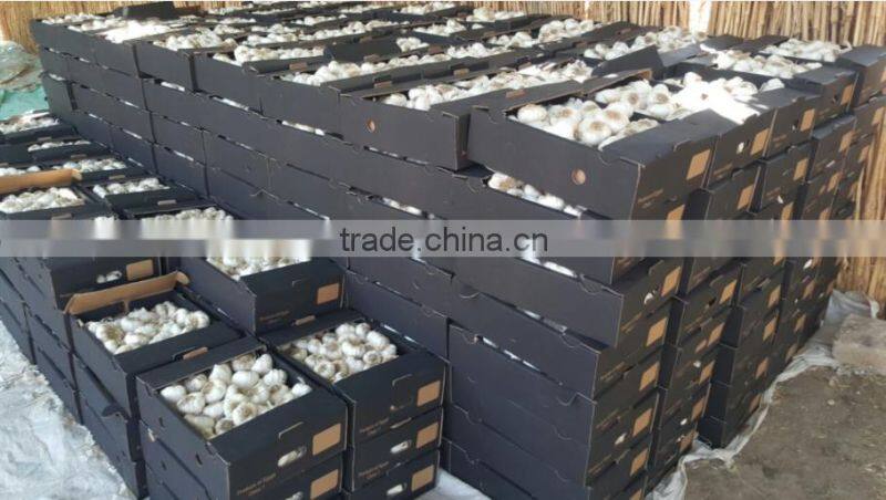 DRY GARLIC FROM EGYPT