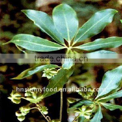Dehydrated Star aniseed