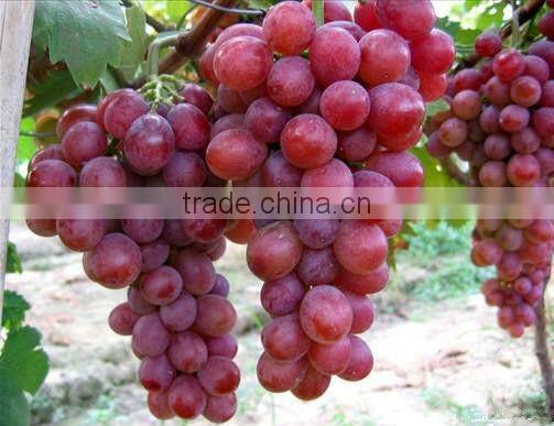 Grape Seed Extract