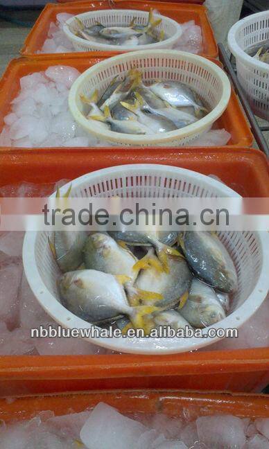 300-500G 400-600G 500-700G 800G UP pompano fish