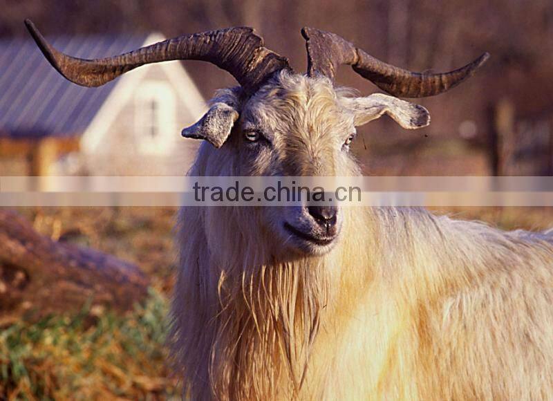 short white sheep wool waste, wool waste