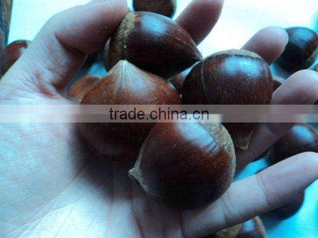 Chinese Fresh Chestnut Honey
