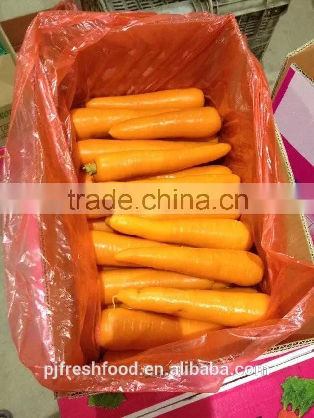Fresh Fujian Carrot