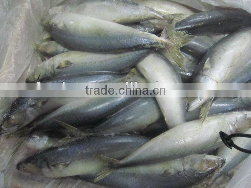 frozen mackerel from west of Pacific Ocean