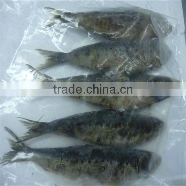 iqf frozen wholesale fresh fish