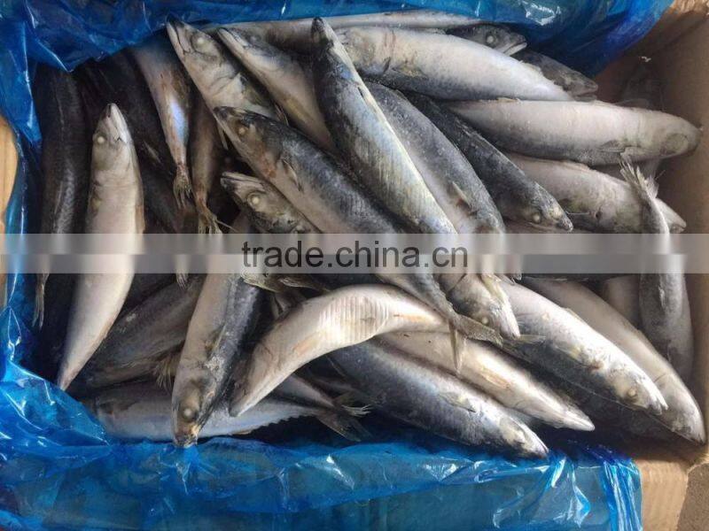 best price frozen mackerel fish