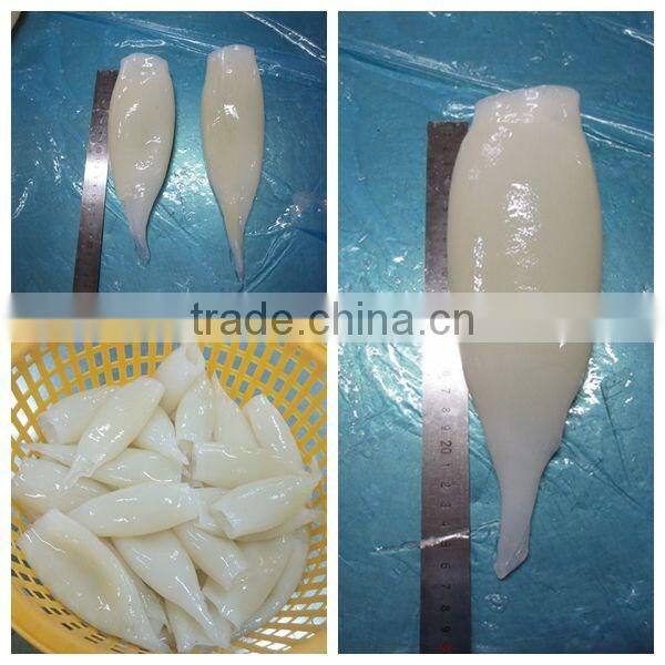 HACCP,QS Certification Frozen Illex Squid Tube
