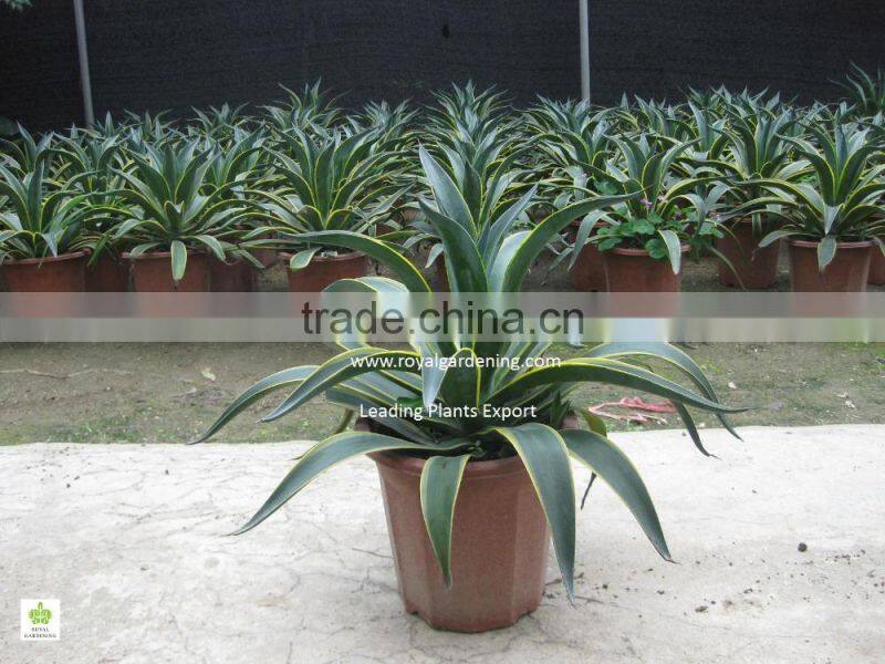 Agave americana ornamental plants