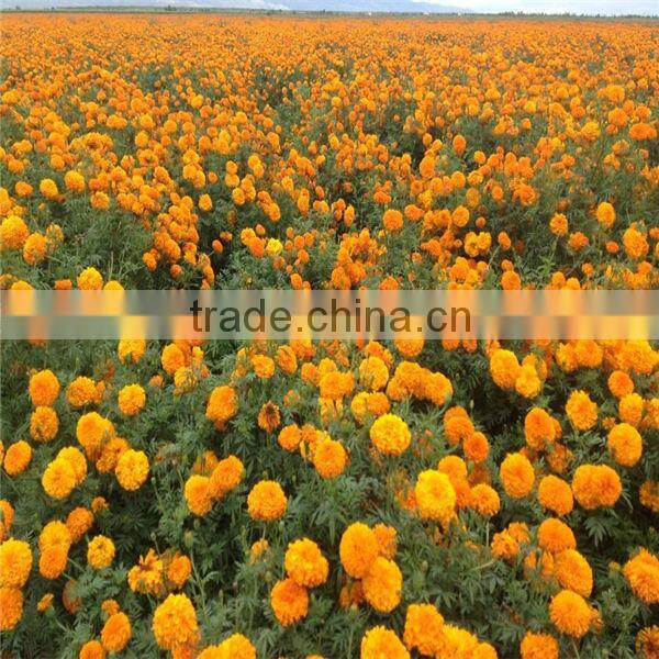 Natural Plant Extract 10% Lutein by HPLC