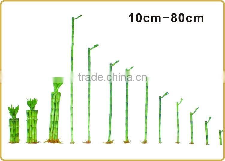 DRACAENA SANDERIANA 10cm-80cm straight lucky bamboo bonsai hot sale in USA market indoor ornamental water aquatic plants