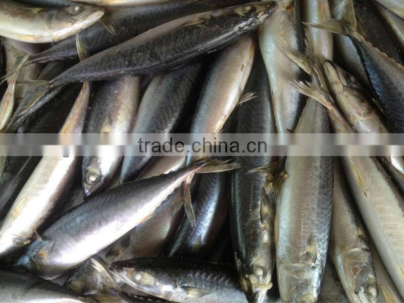 New caught whole round frozen mackerel 8-10pcs/kg
