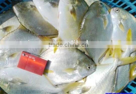 New Wholesale Seafood Whole Round Frozen Golden Pomfret/Pompano Fish