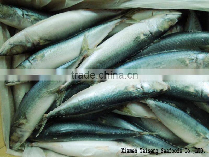Pacific Mackerel Fish Whole Deep Frozen