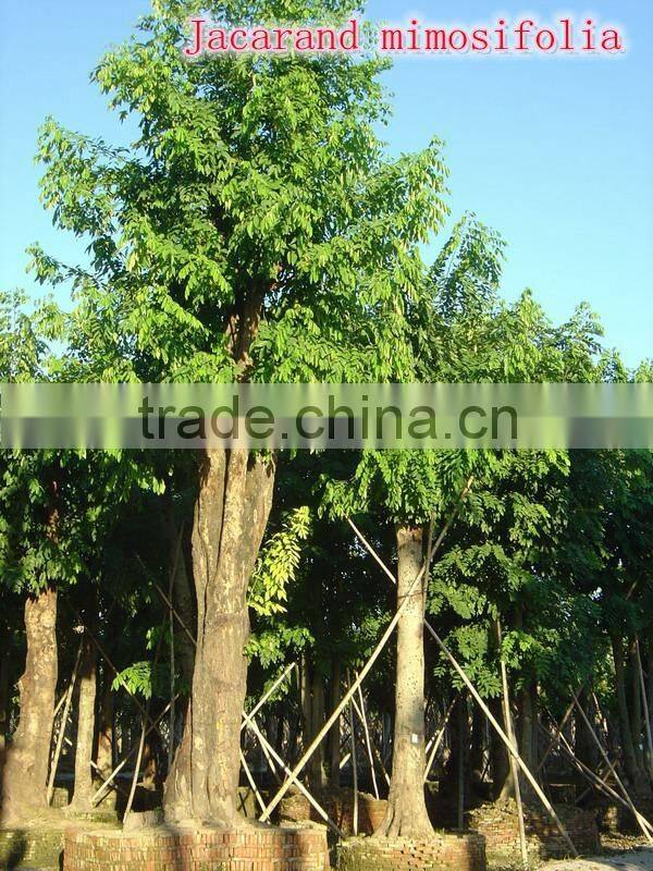 for outdoor landscaping ornamental bonsai plants