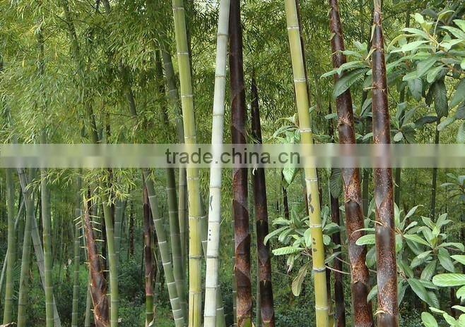fresh dry bamboo shoot